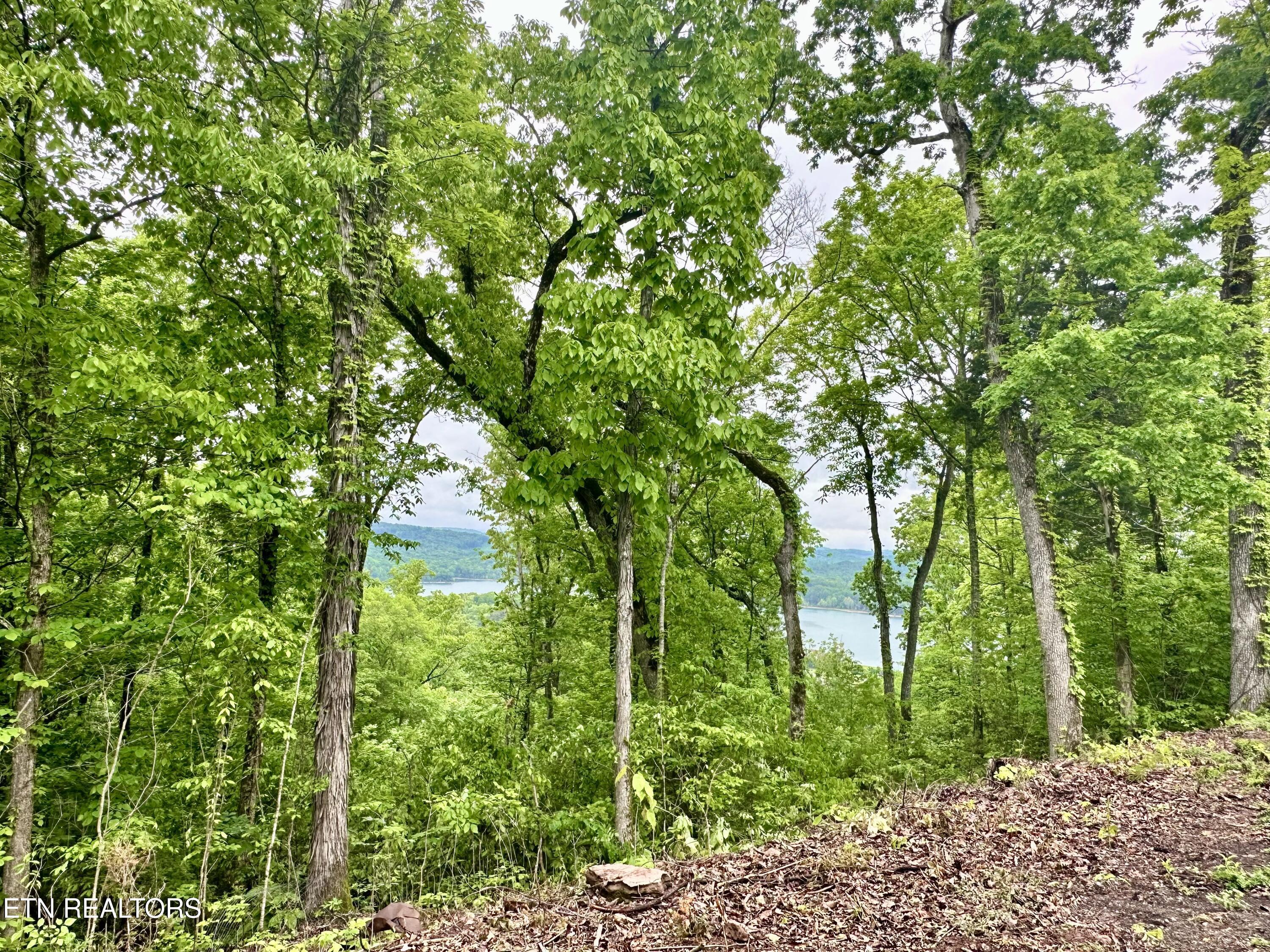 Image 3: Lot 731