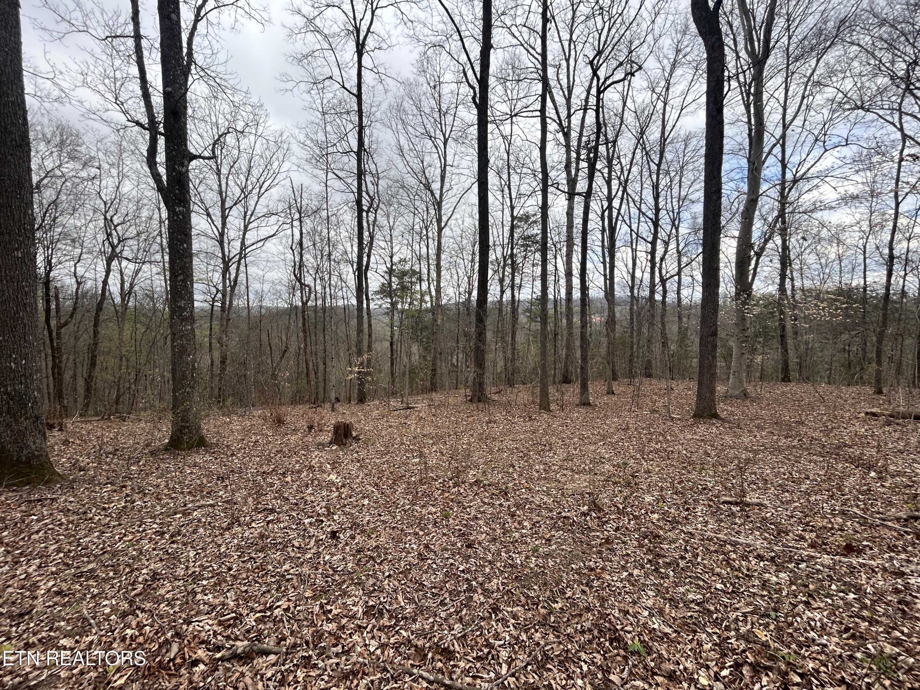 Image 3: IMG_2371