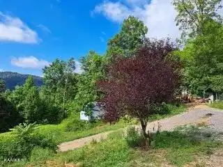 Image 4: abundant fruit trees jpeg