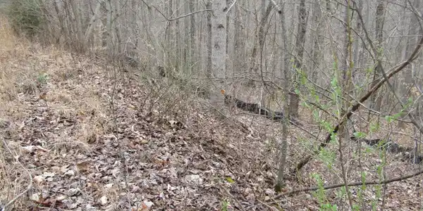 Lot 60 W Bobcat Lane