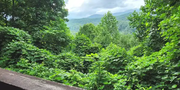 Image 2: Mountain View from covered deck