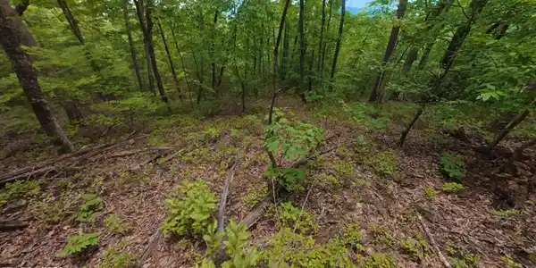 Image 4: Lot 43 in trees