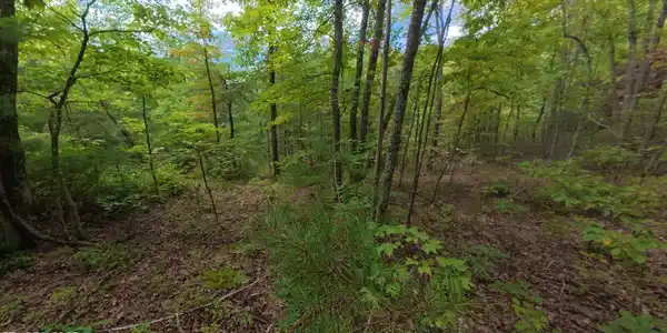Image 3: Lot 44 in trees(1)