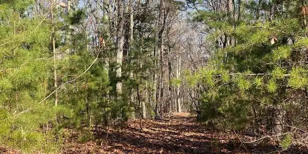 Image 3: English Springs Way Photo 10