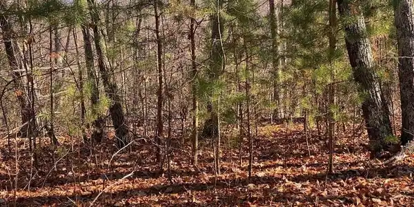 Image 4: English Springs Way Photo 11