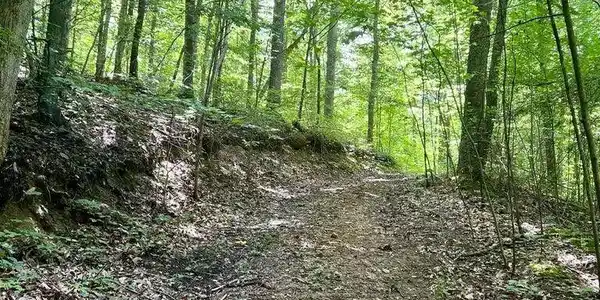 Image 2: SUMMER ROADWAY