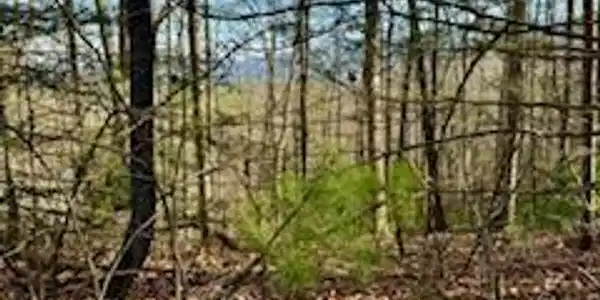 Bull Mountain Rd