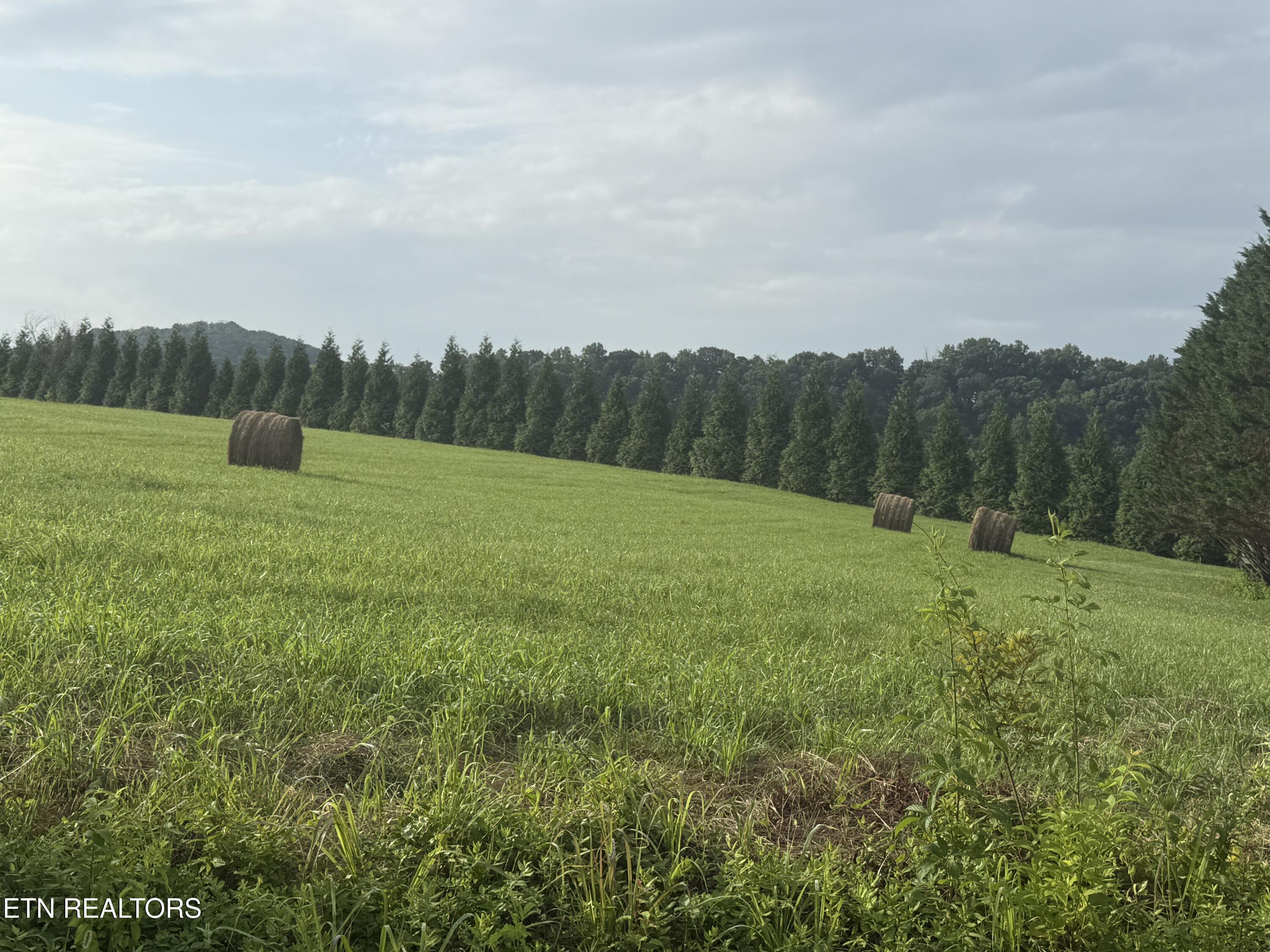 Image 4: IMG_6649