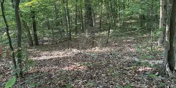 Image 2: 875d9b96-2298-4174-bdc4-88742140db61