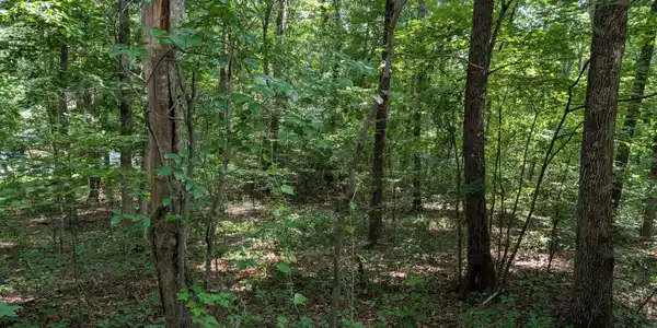 Image 2: White St. Lot