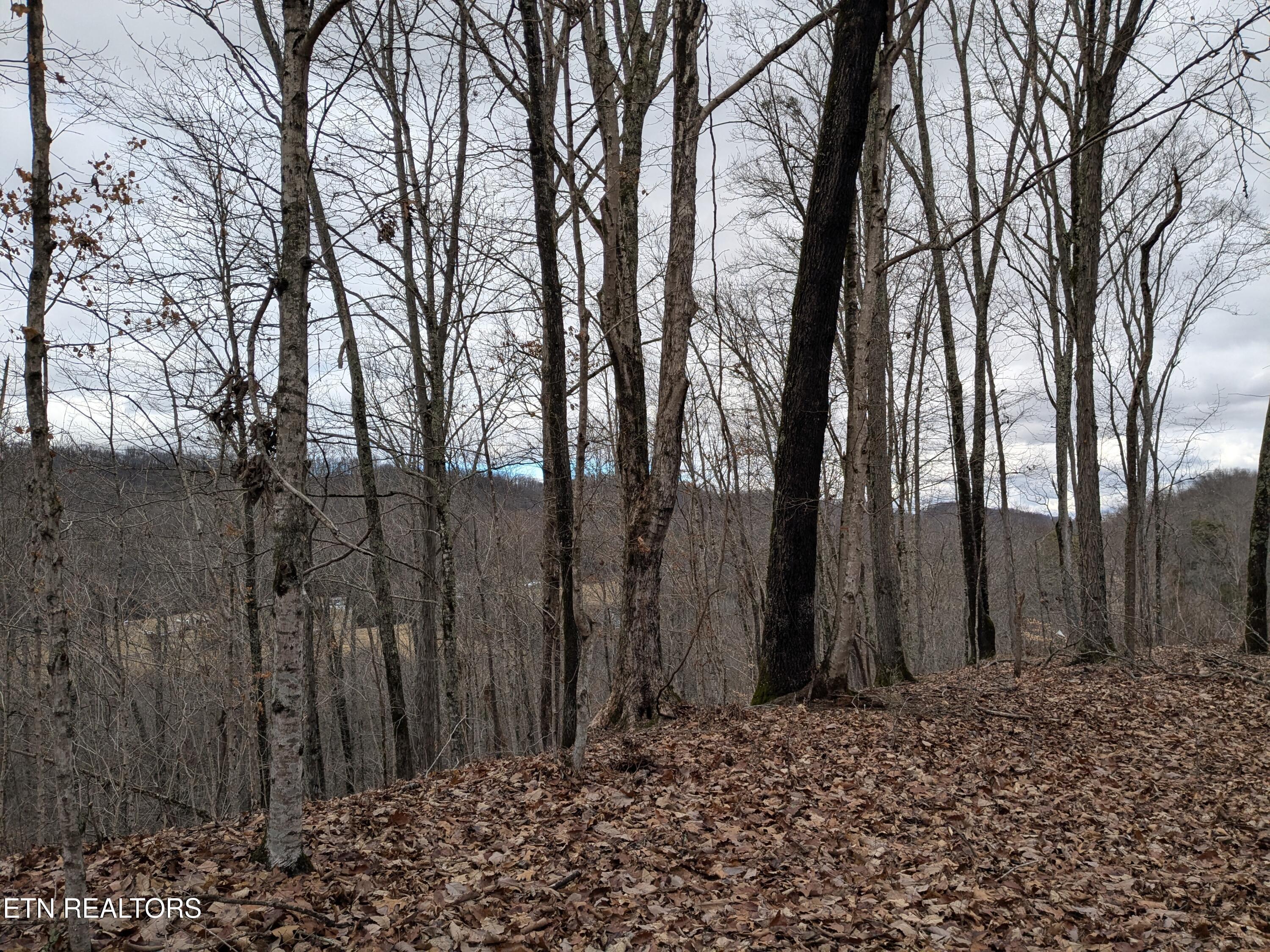 Image 4: PXL_20250201_193302262