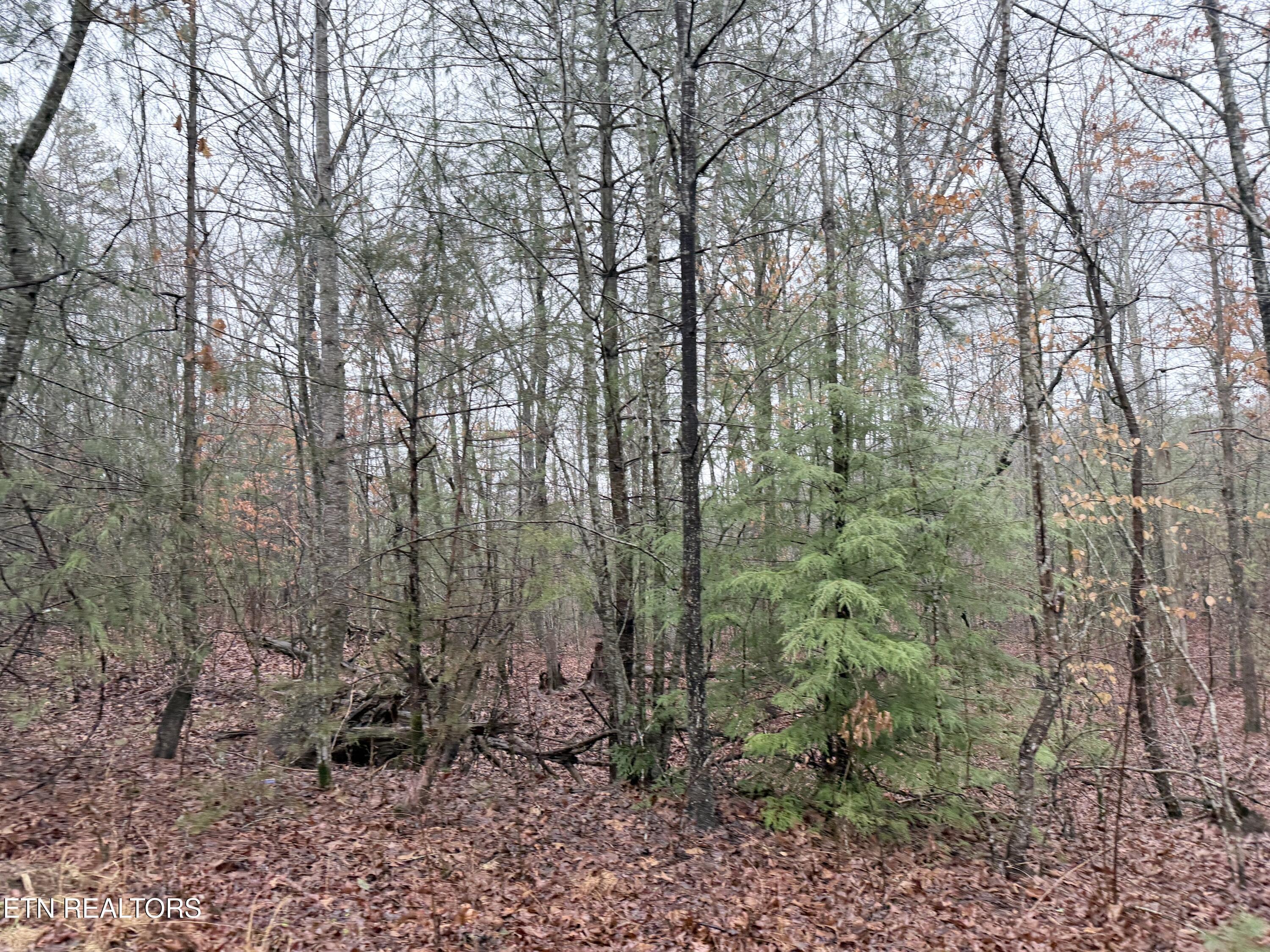 Image 2: IMG_0274