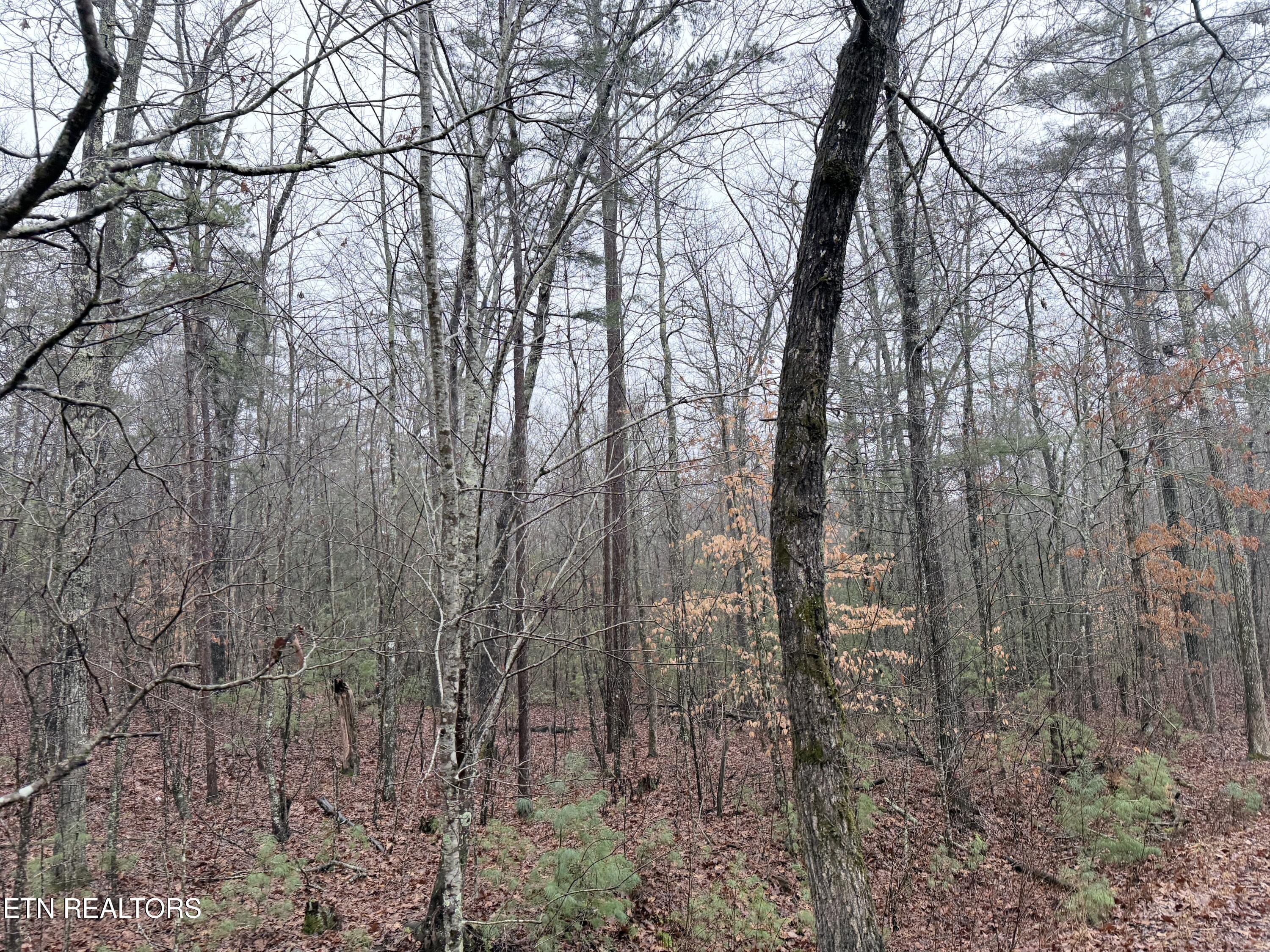 Image 3: IMG_0275