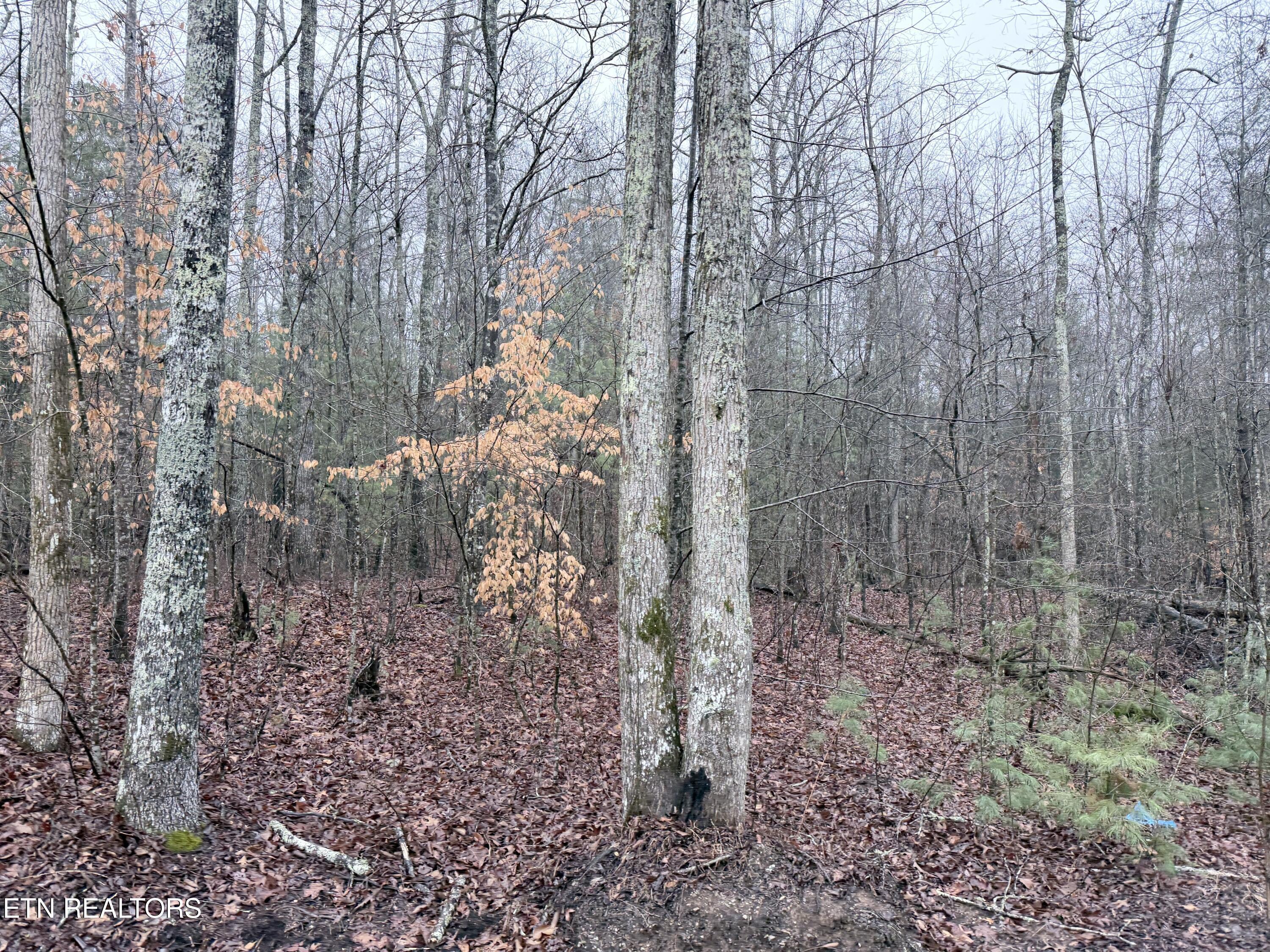 Image 4: IMG_0277