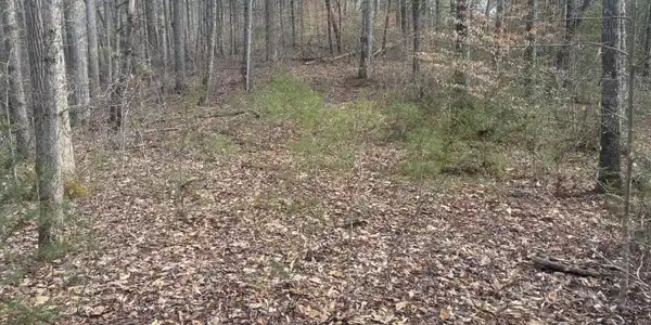 --- Sugar Maple Way