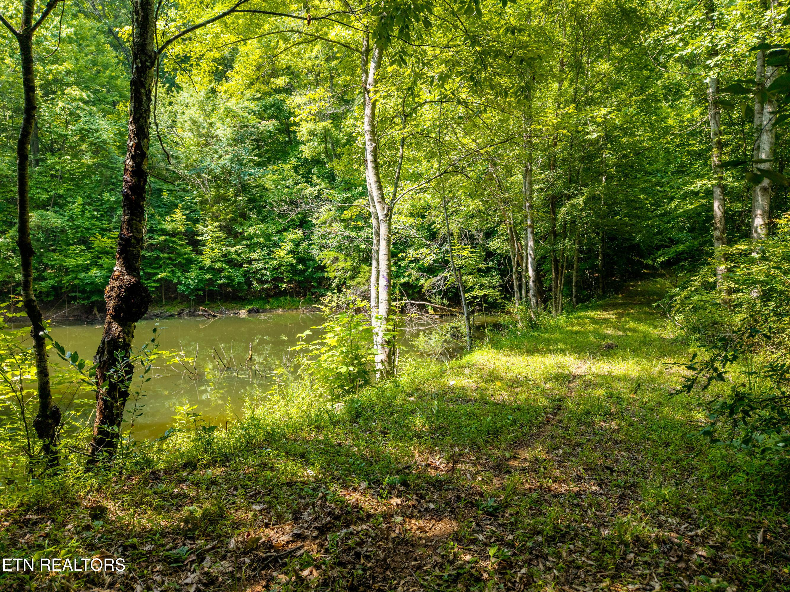 Image 4: Wooded