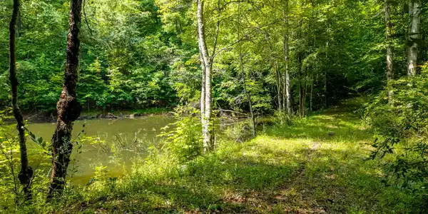 Image 4: Wooded