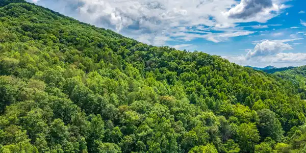Spruce Pine (330 Acres) Rd