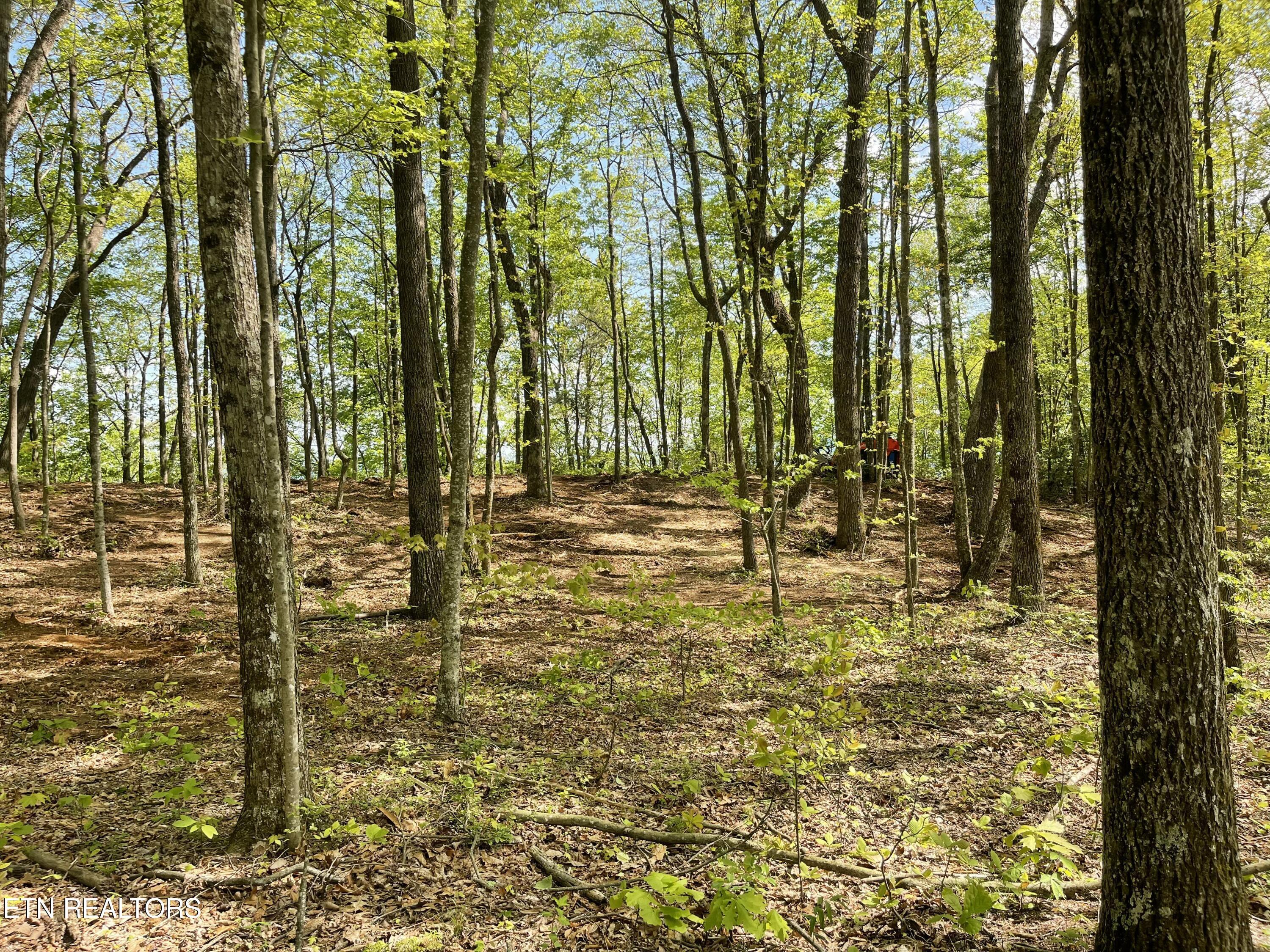 Image 2: Lot view 2