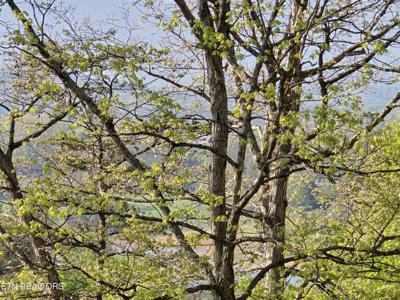 29+ACRES BOATMANS MOUNTAIN