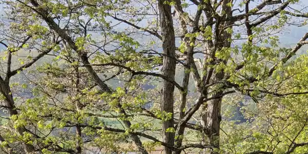29+ACRES BOATMANS MOUNTAIN