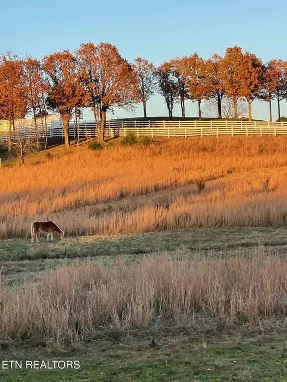Image 1: BRING YOUR HORSES