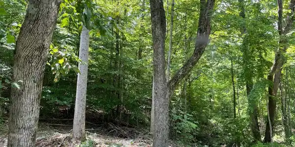 Image 3: thumbnail (3)