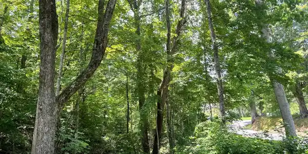 Image 4: thumbnail (4)