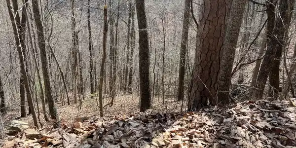 Laurel Lane