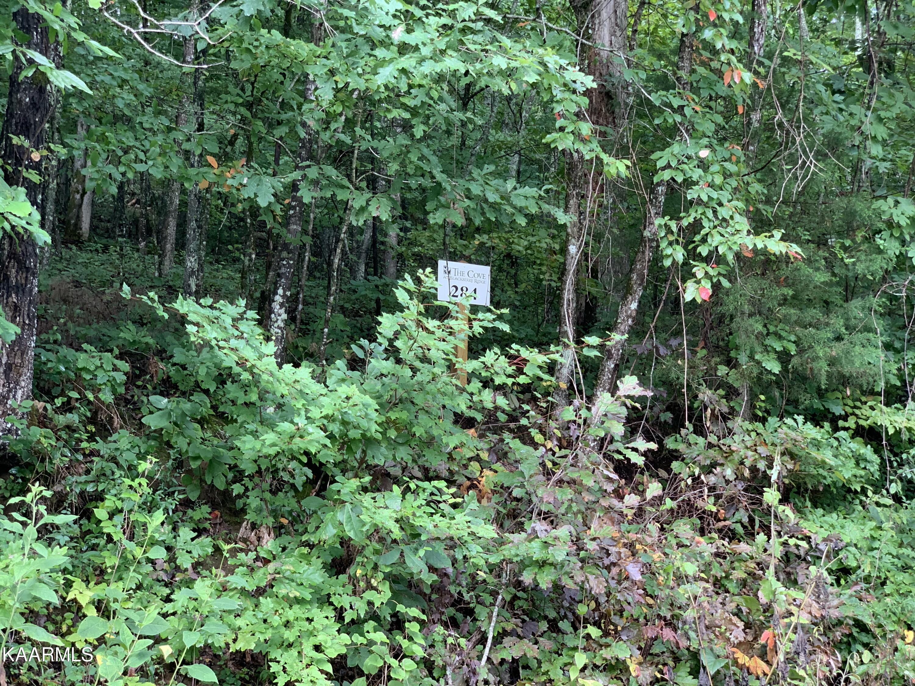 Image 1: Lot 284 (2)