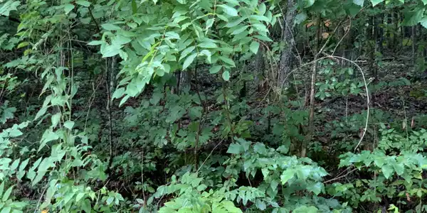 Image 3: Lot 284