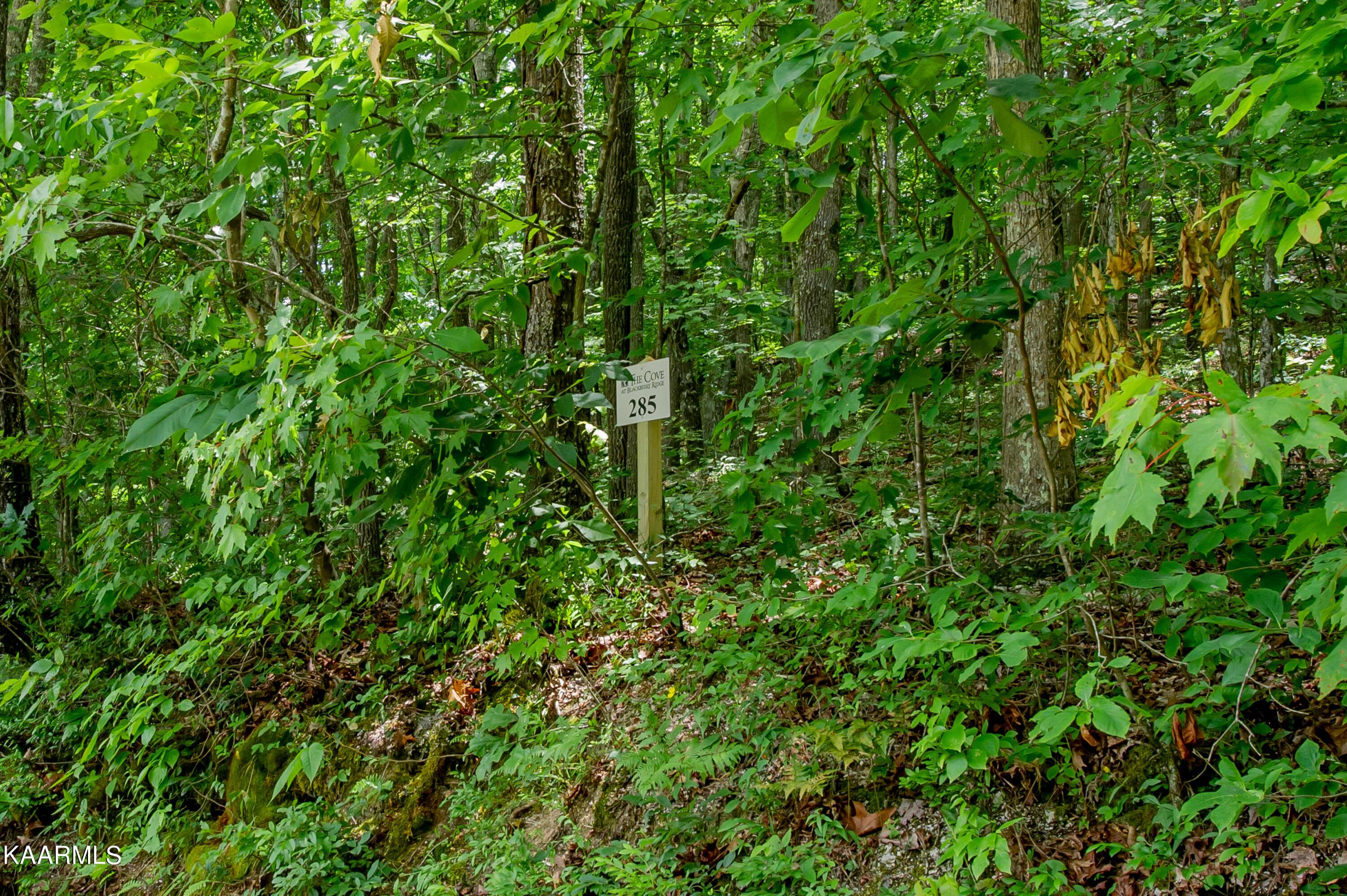 Image 2: lot 285 (2)