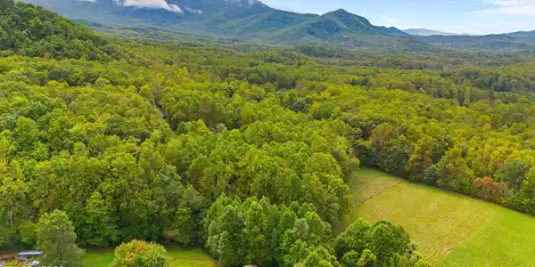Mountain Laurel Way