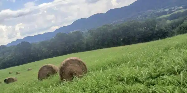 Image 3: 20250731183838279376000000-o