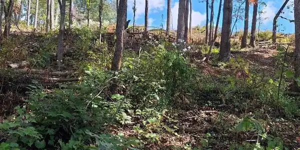 Old Cave Springs Rd