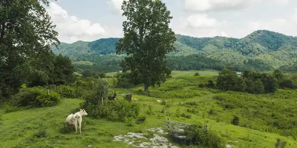 1430 Clinch Valley  (55.55 acres) Rd