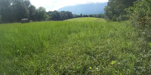 Image 4: Batson Farms 15 Ac (5)