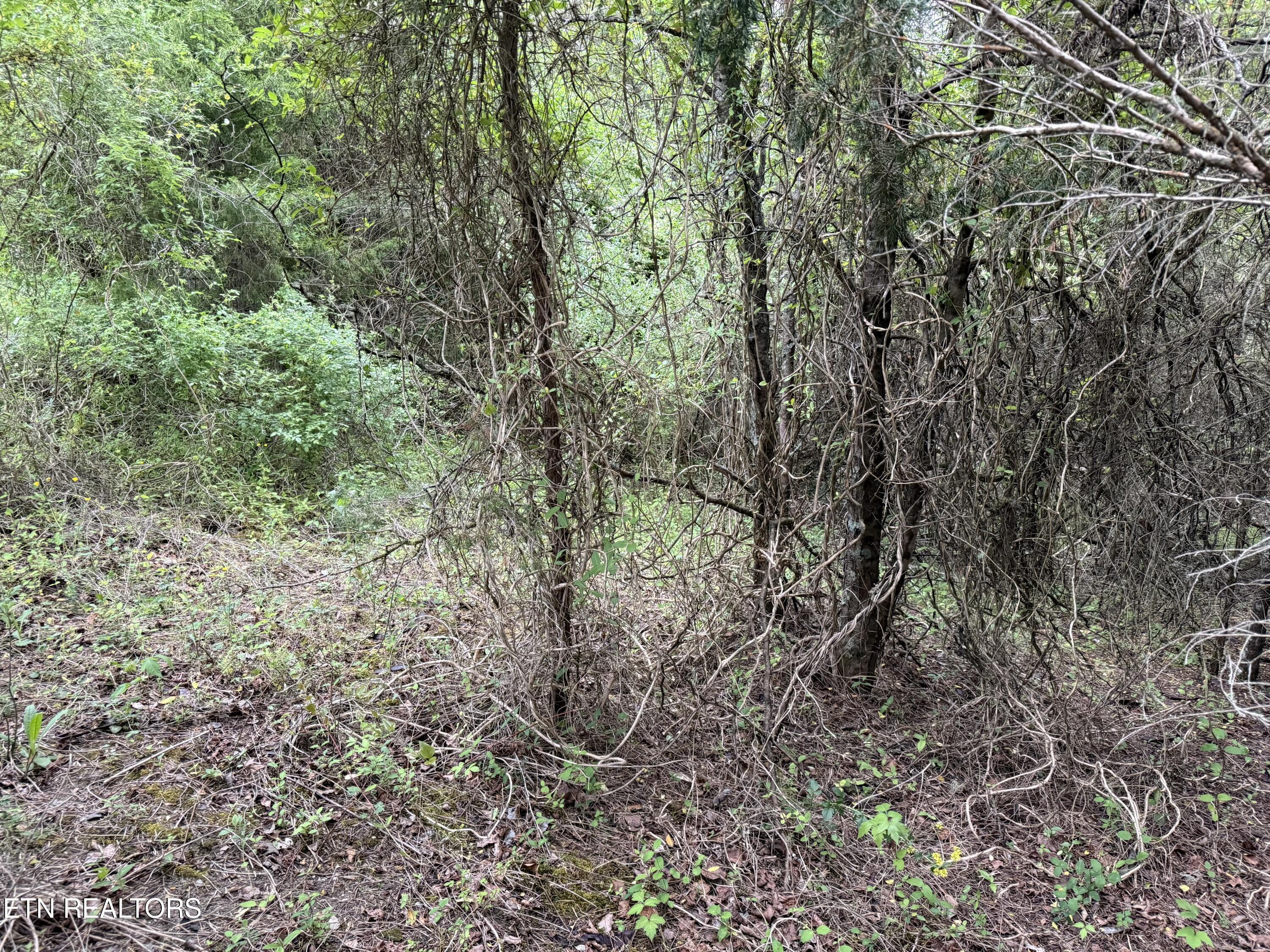 Image 4: Lot 206 Wedge Way