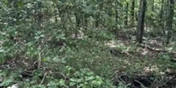 850 Lick Hollow Drive