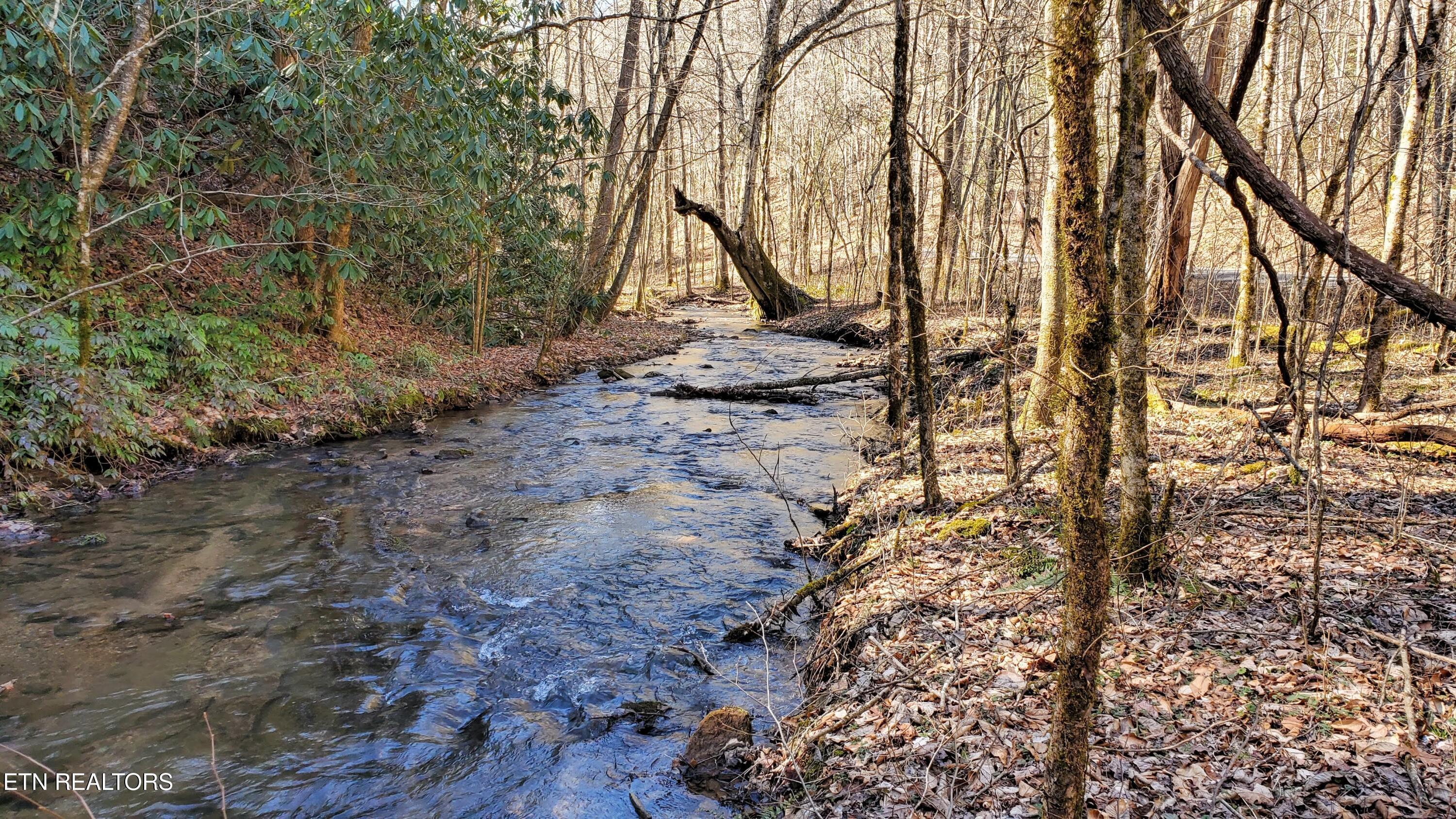 Image 1: One mile of frontage on Reed Creek