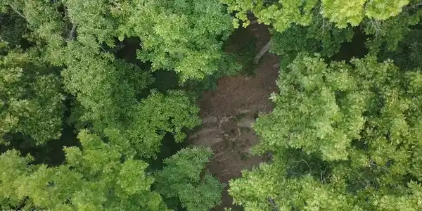 Image 3: 5017 Sevierville pike top clearing