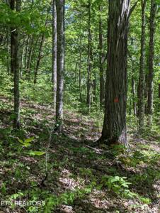 Cherokee Path