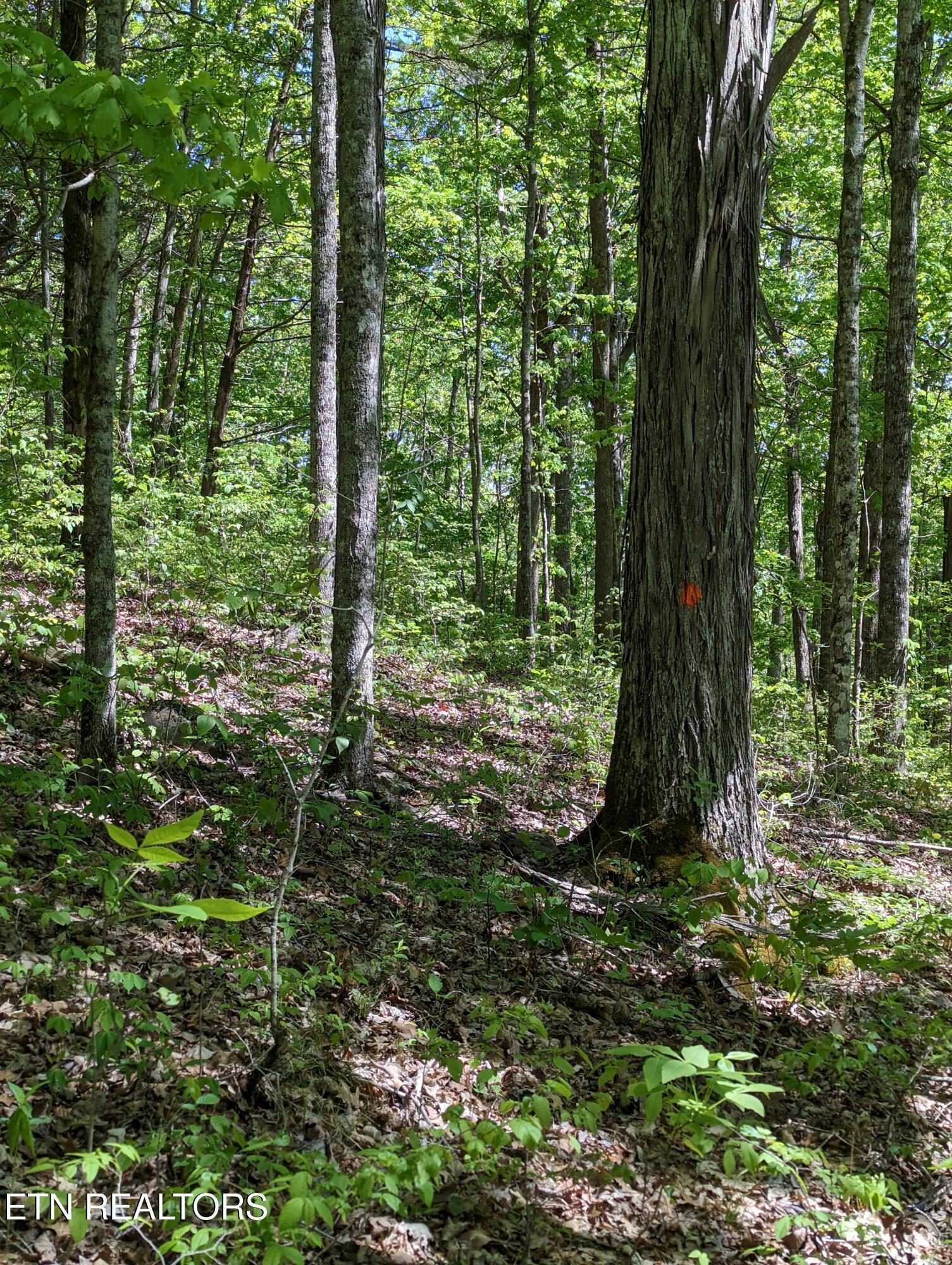 Image 1: 1
