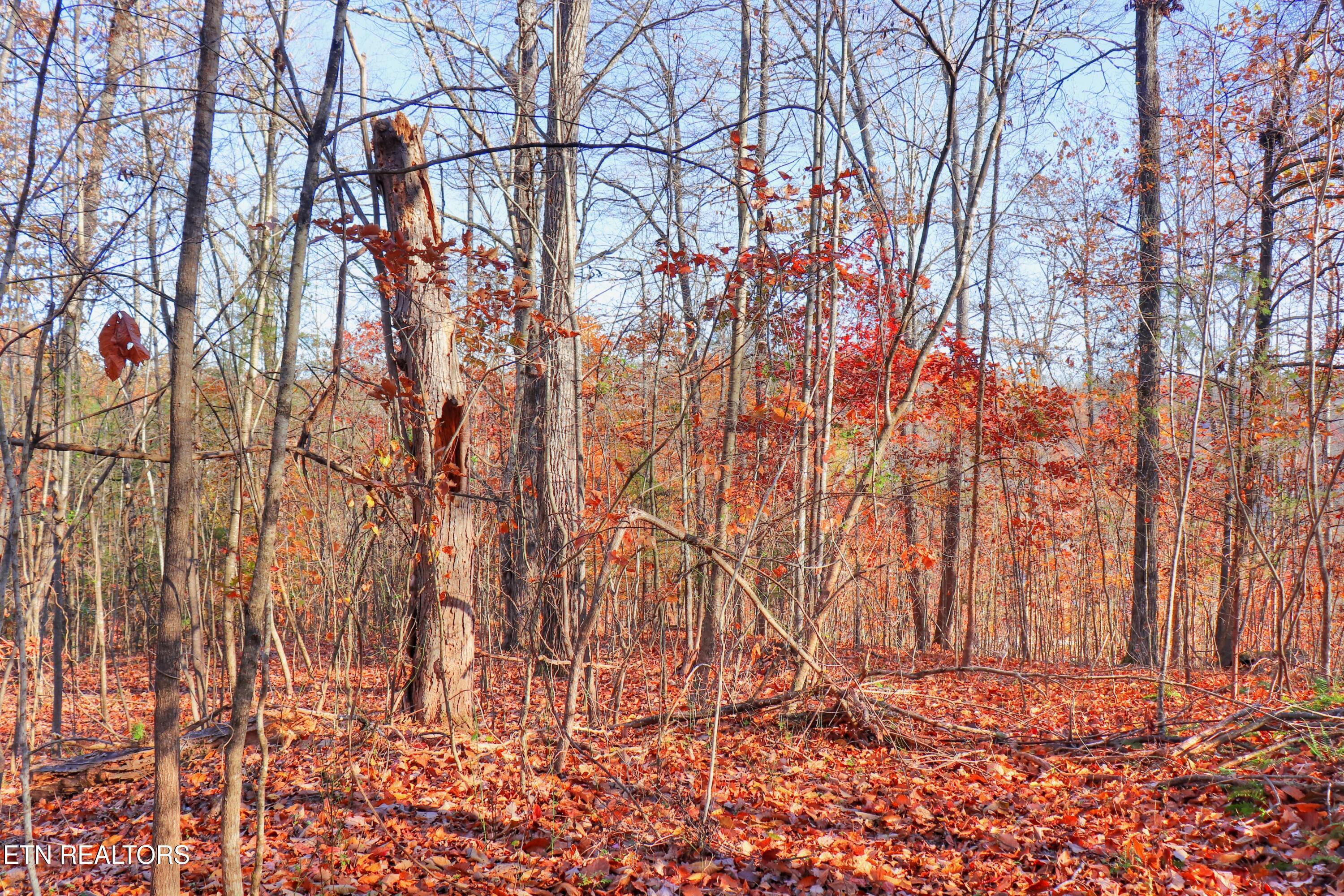 Image 2: Mature trees