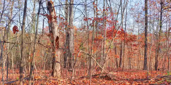 Image 2: Mature trees