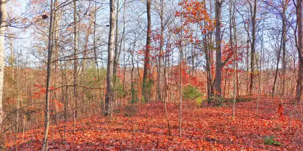 Image 3: Private & wooded
