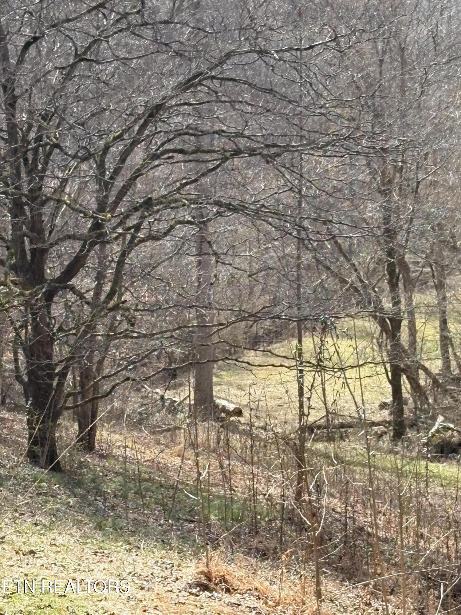 Image 3: IMG_0296