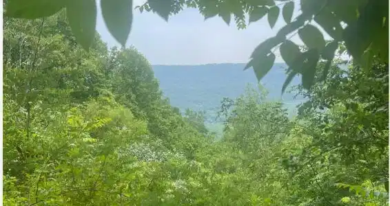 Image 2: Capture 1