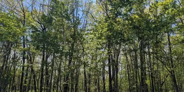 Cumberland Lakes Drive