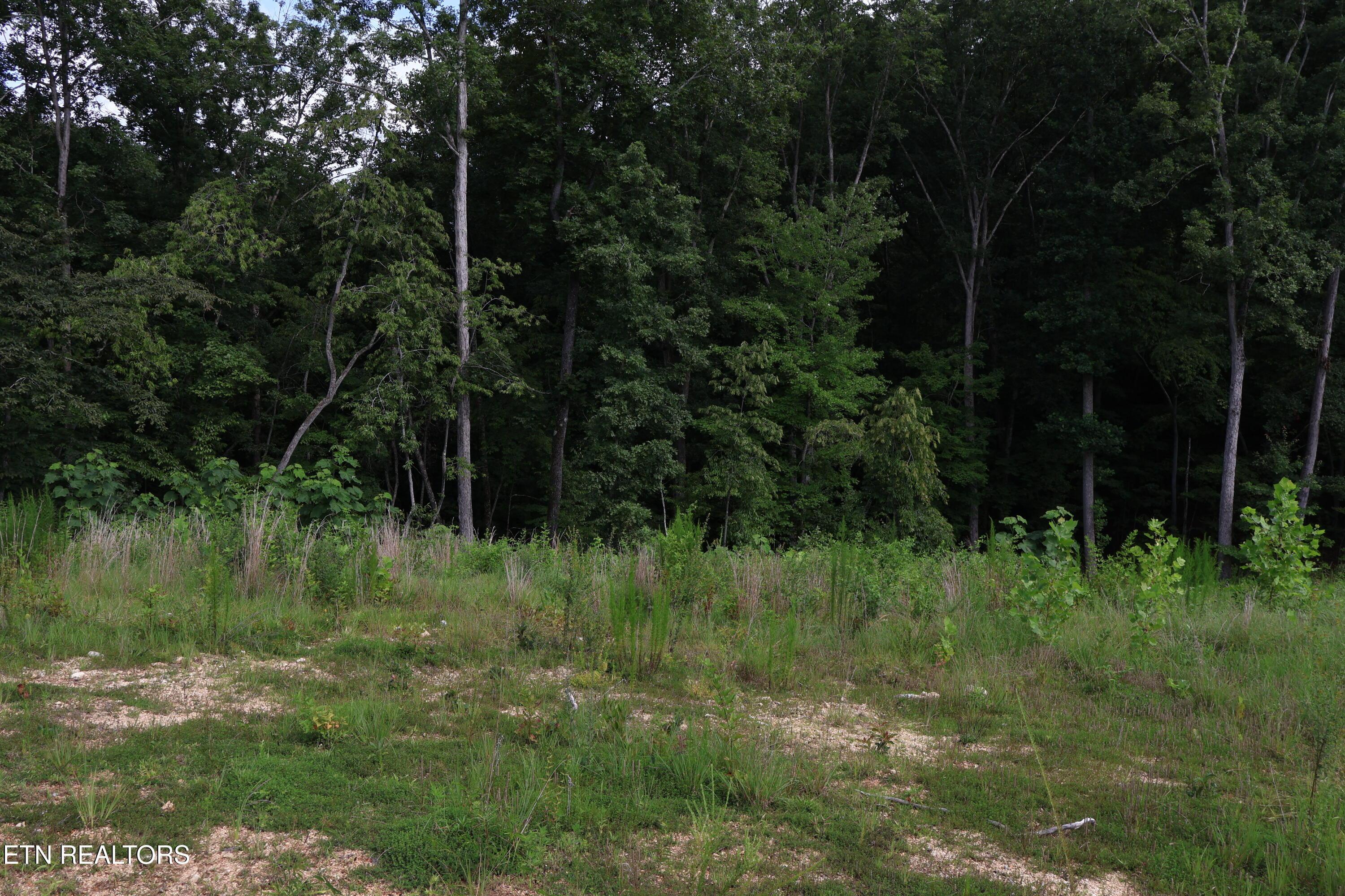 Image 4: IMG_0294